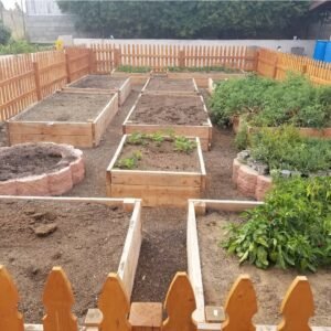 My garden in the beginning