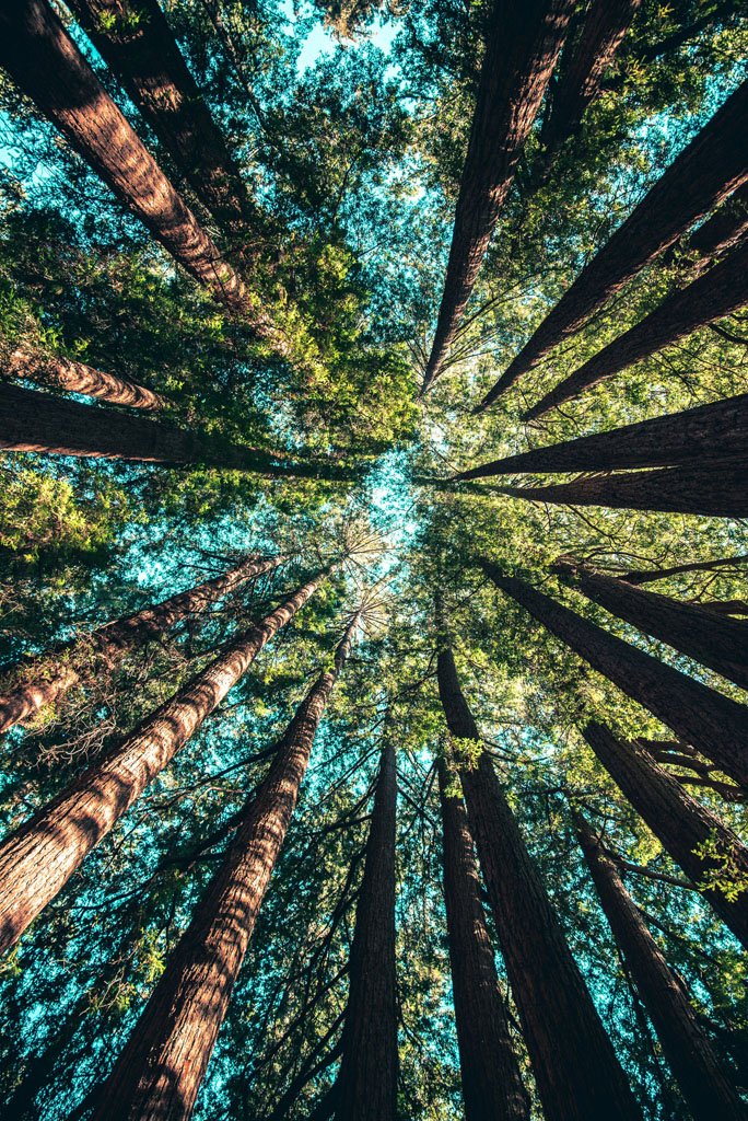 regenerative agriculture mindset learning from forest ecosystems