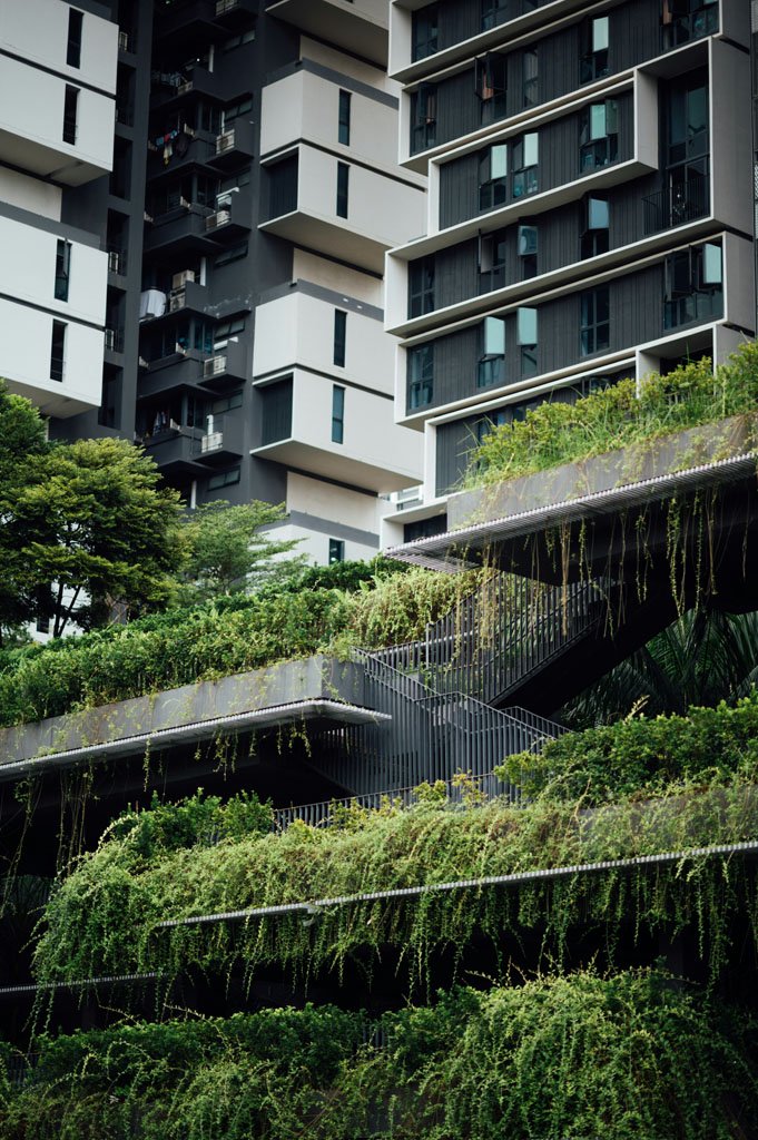 Balcony covered in lush green plant growth and climbing vines