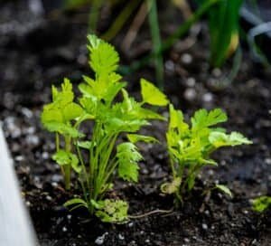 cilantro sprouting from living soil