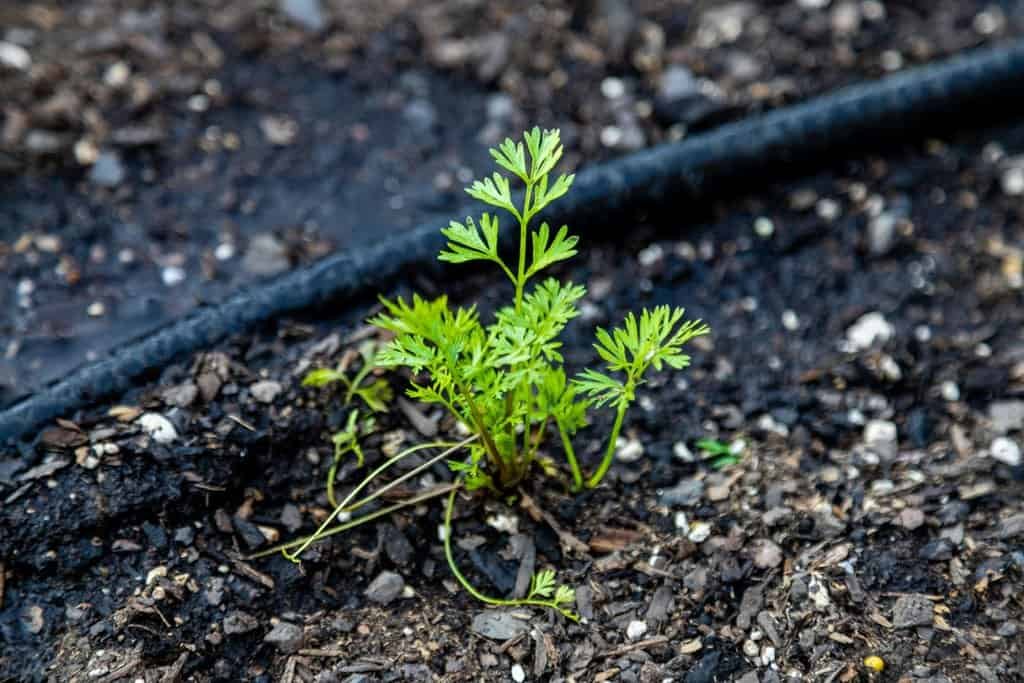 growing cilantro from the living soil