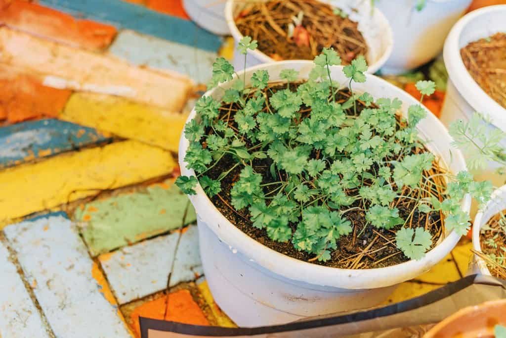 growing cilantro in a pot