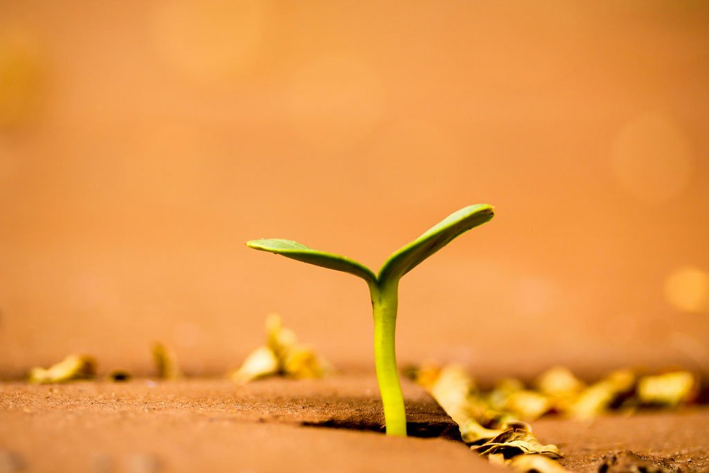 A sporut coming from the soil