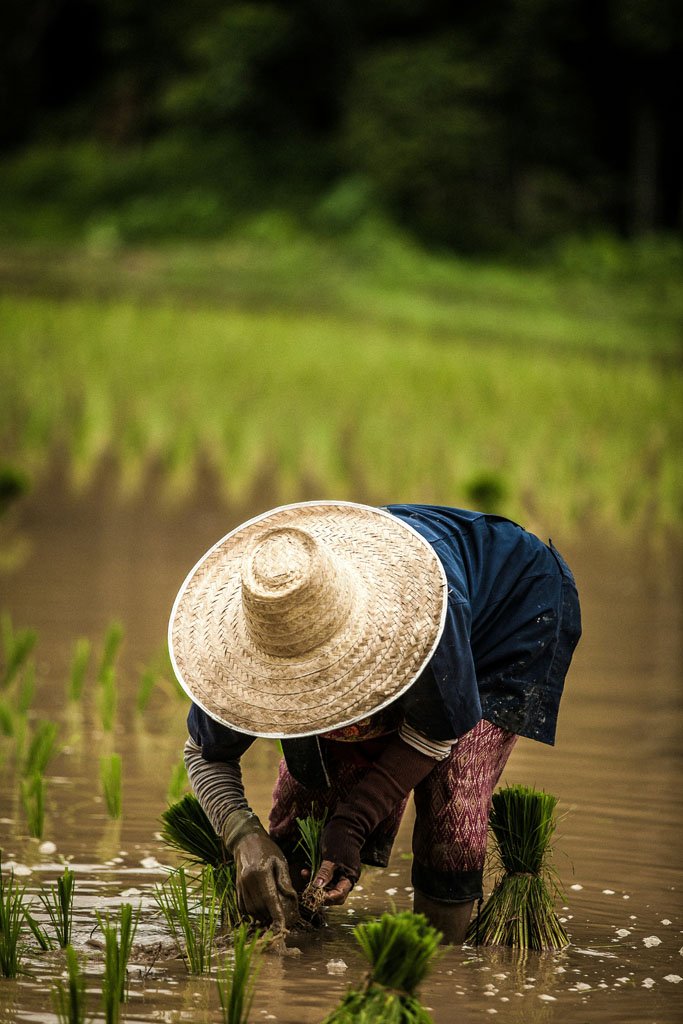 Person working the land