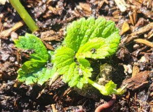 Strawberry plant with worm in soil