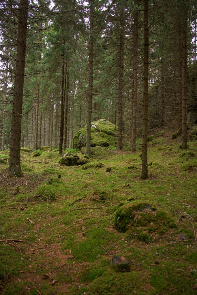 forest floor natural no-till gardening system