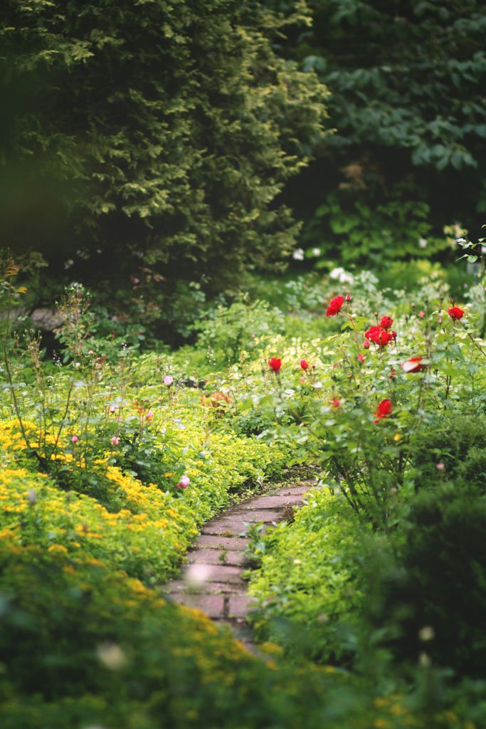 no-till gardening path with diverse plant growth