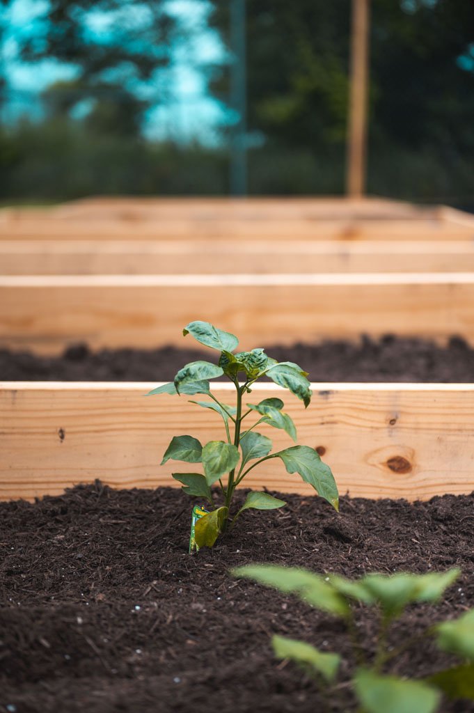 A pepper plant growing in a raised wooden garden bed, with multiple garden beds in the background.