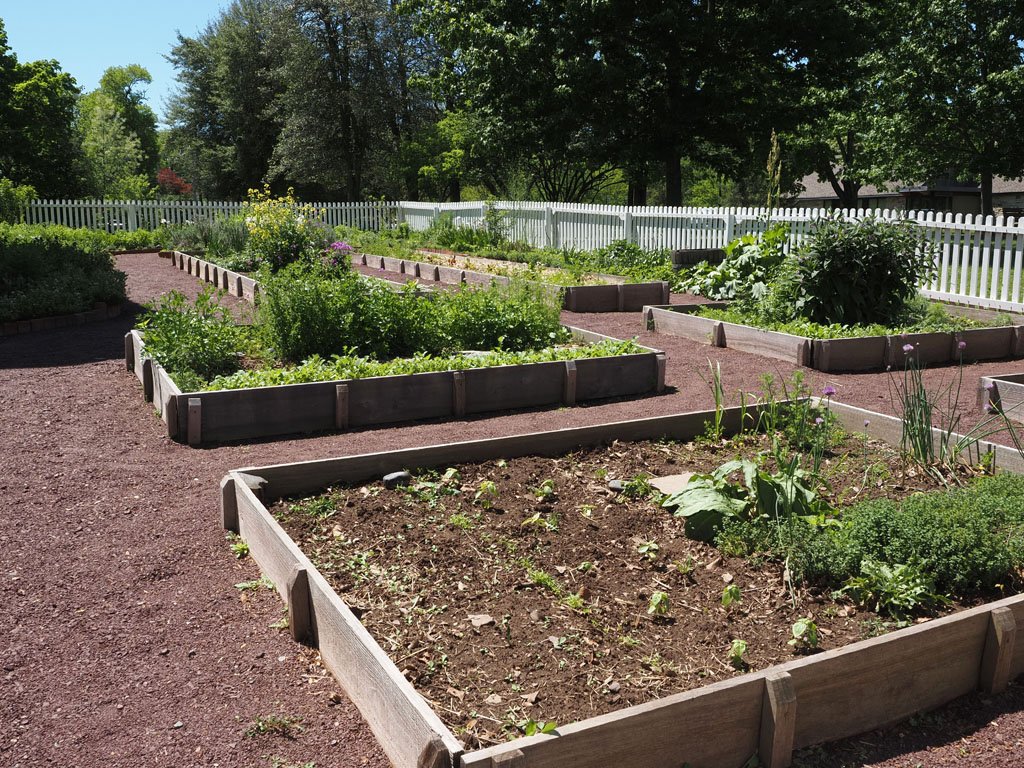 Raised garden beds in a backyard, filled with plants, under a sunny sky.