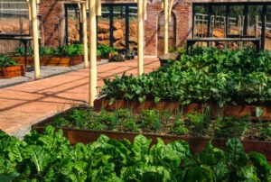 Garden beds filled with plants in a backyard