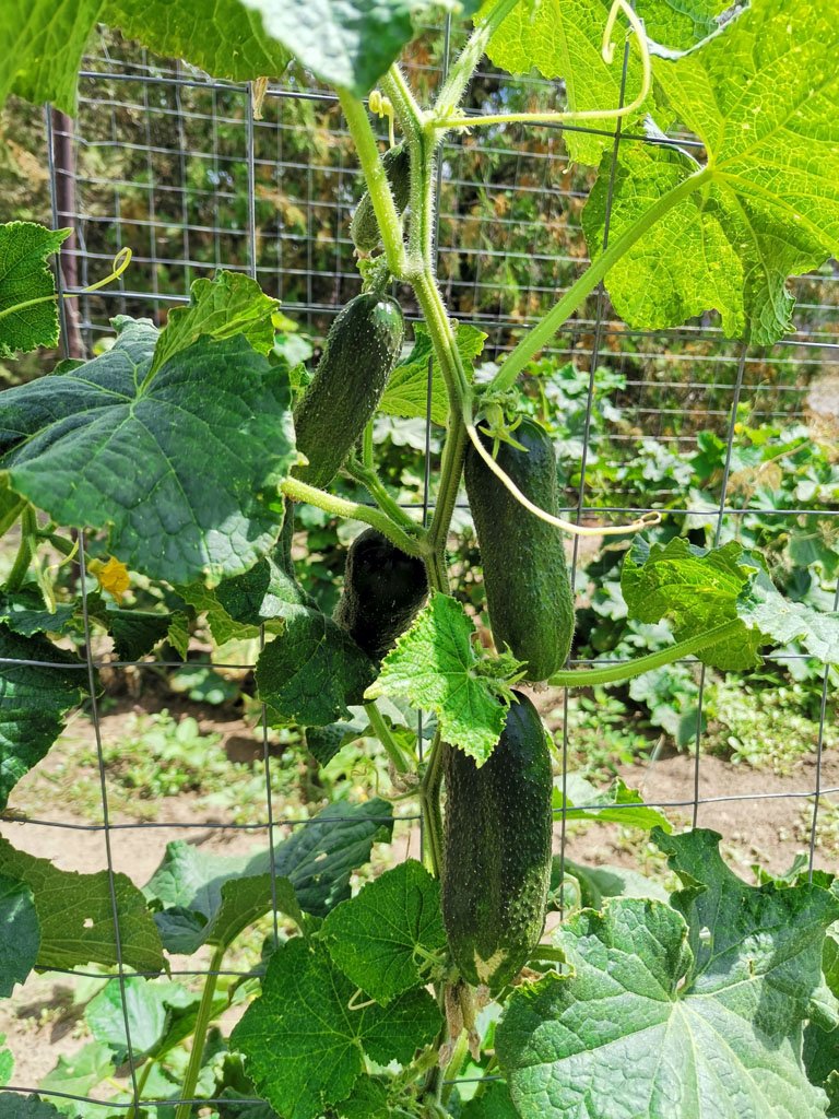 Growing Cucumbers hanging from the vine