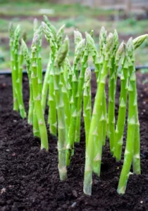 Asparagus planted in living soil.