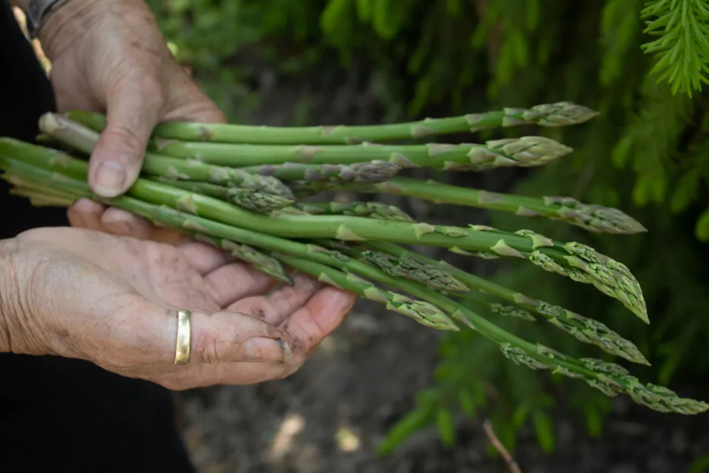 Asparagus crowns being planted in a trench