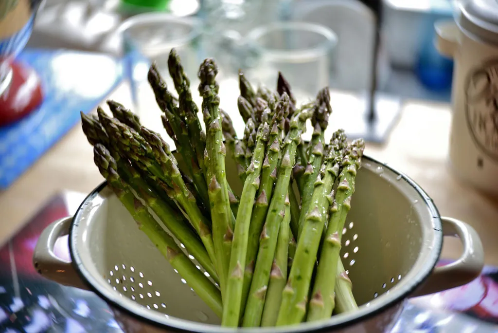 Growing asparagus spears emerging in spring