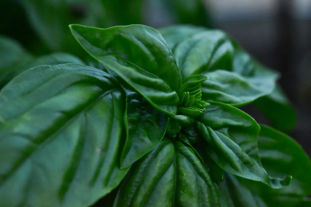 Growing basil in the herb garden