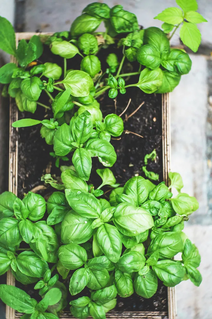 Basil seedlings ready for transplanting