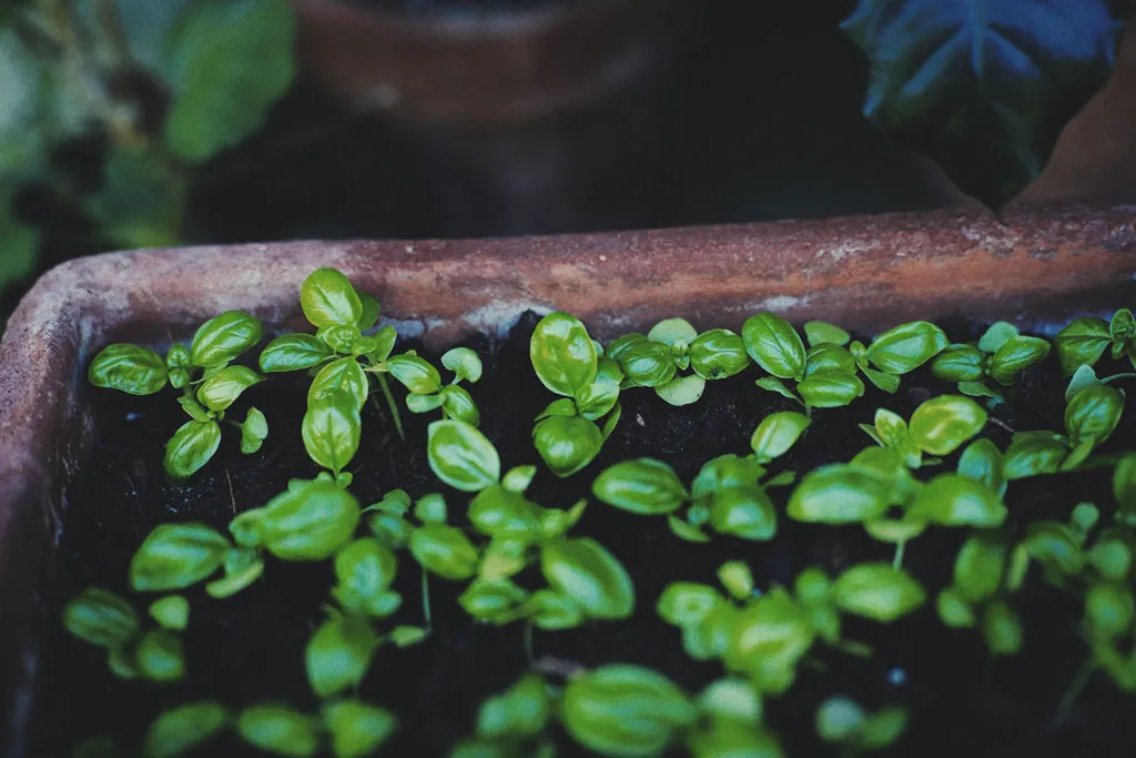 Fresh basil leaves ready for harvest