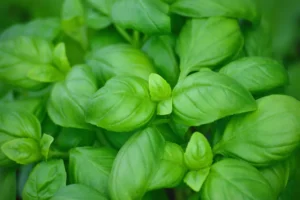 Basil in the garden
