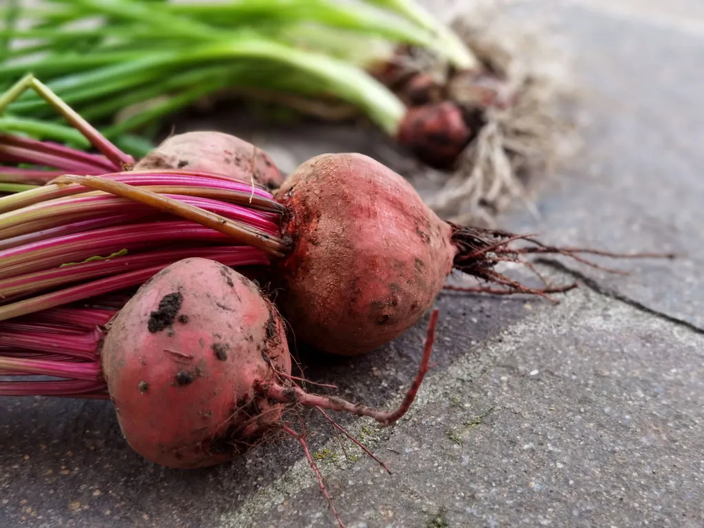 Beets with greens ready for harvest