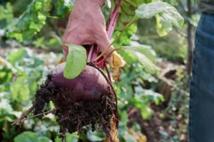 A hand pulling a beet from the living soil.