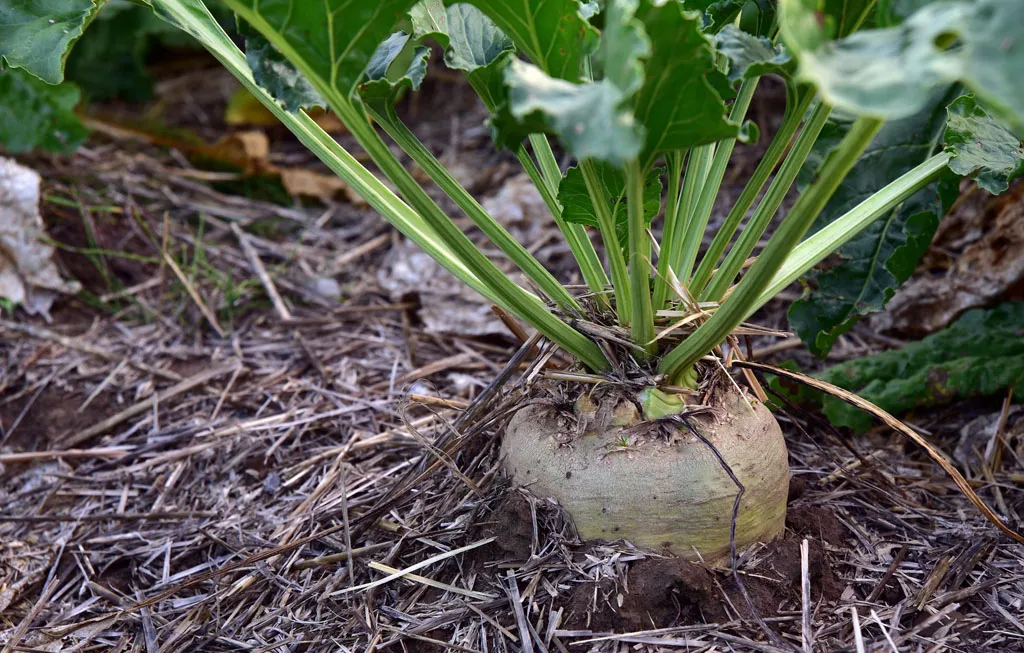 Young beet seedlings growing in rows