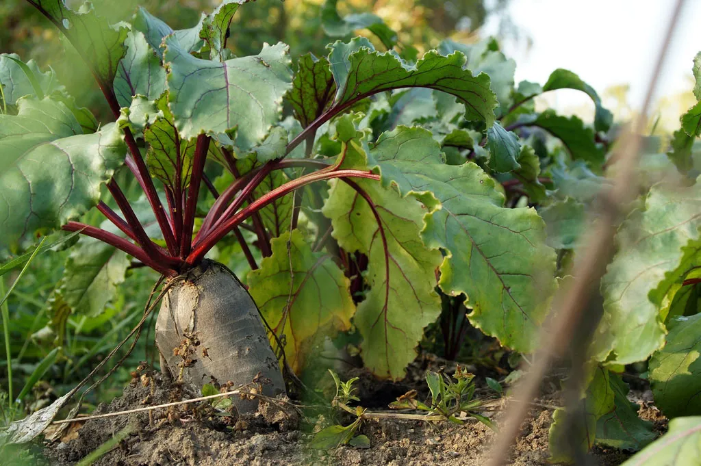 Growing beets freshly harvested with greens