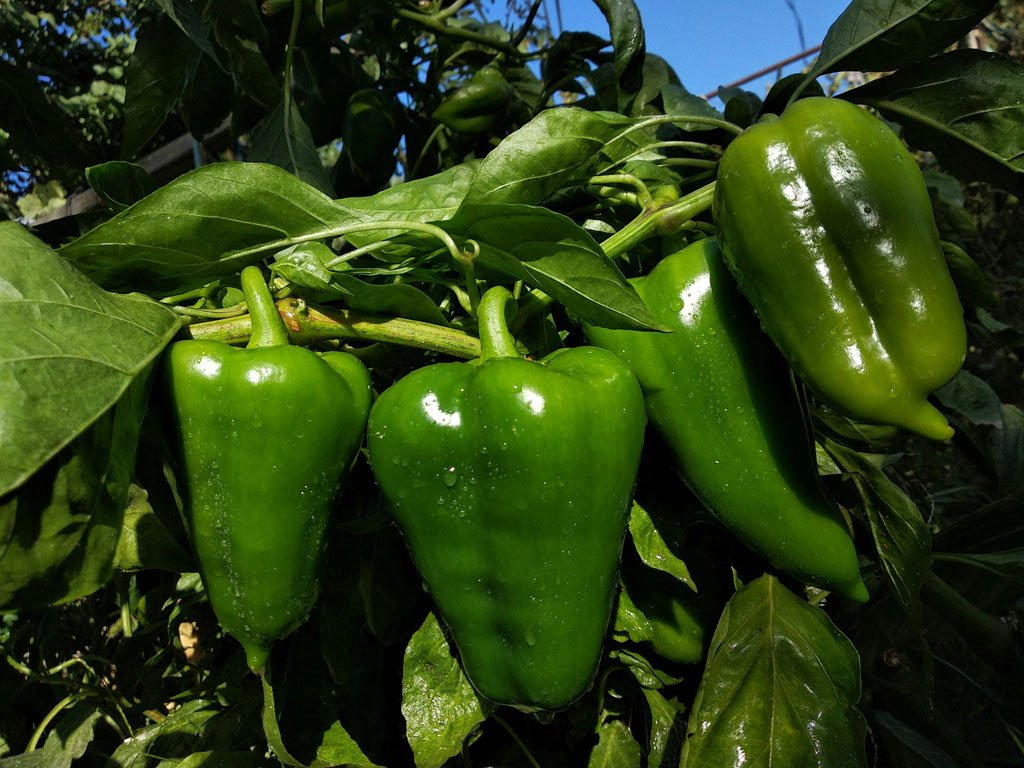 Colorful bell peppers ripening on the plant
