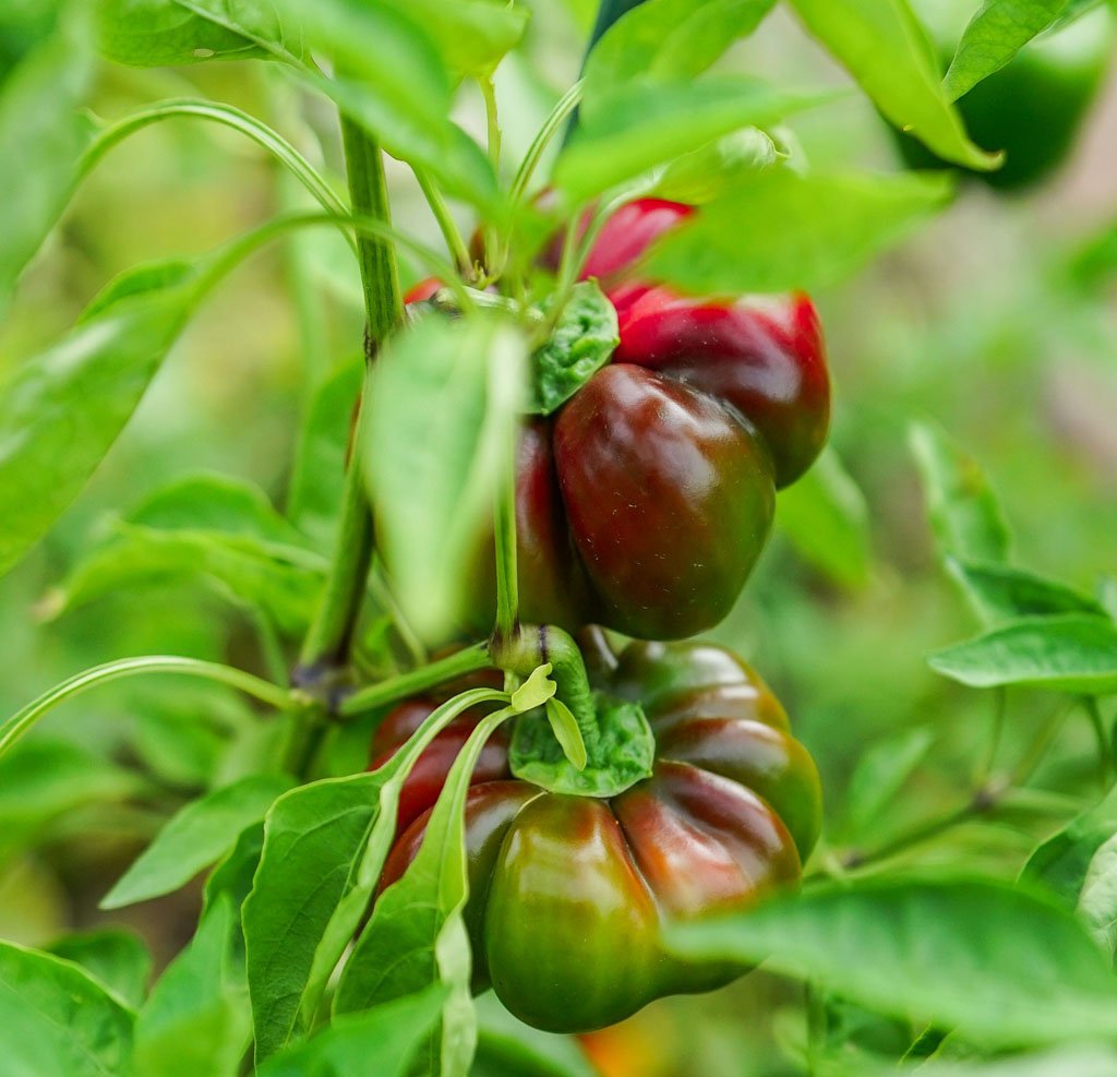 Pepper seedlings ready for transplanting