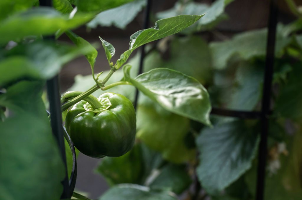 Ripe red and green bell peppers ready for harvest