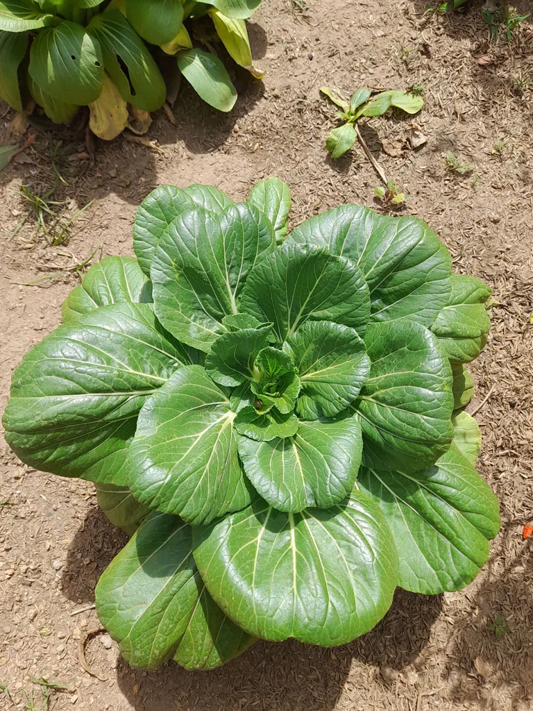Growing bok choy in the garden