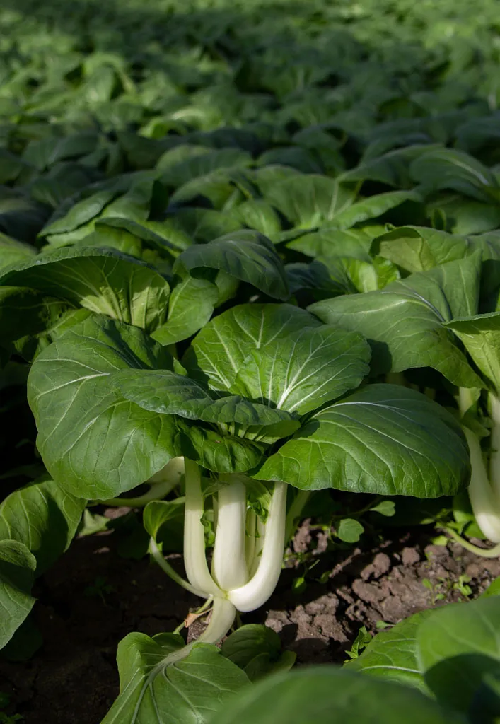 Bok choy transplants freshly planted