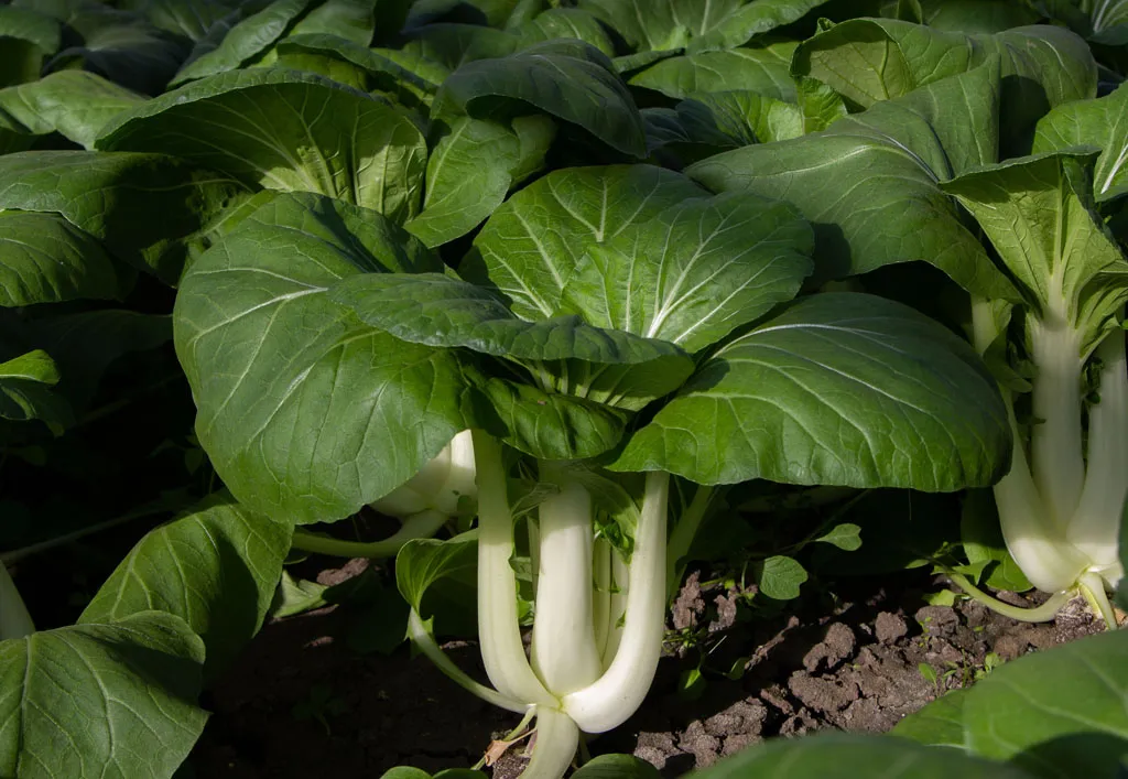 Fresh bok choy heads ready for harvest