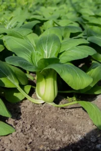 A Bok Choy plant in living soil