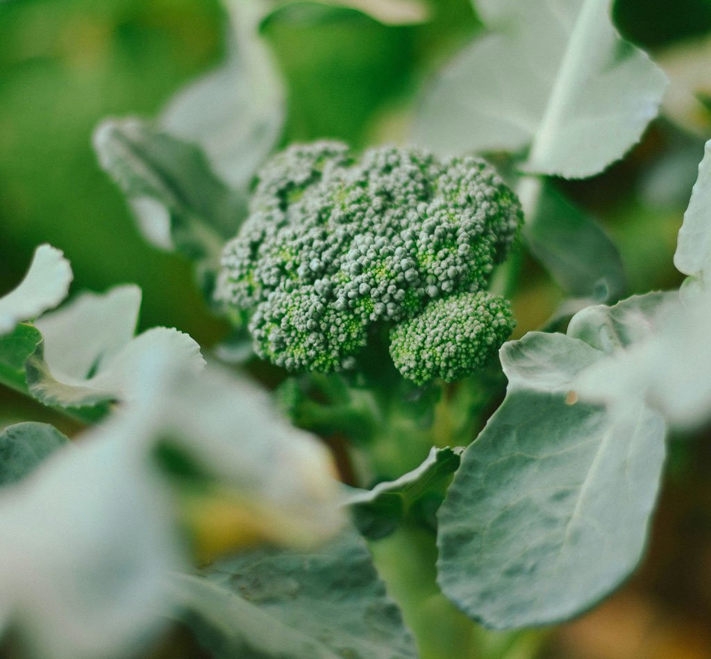 Young broccoli transplants in garden soil