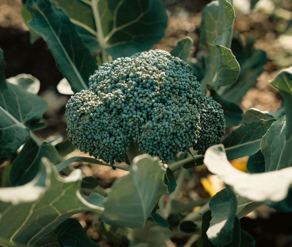 Mature broccoli head close up ready to harvest