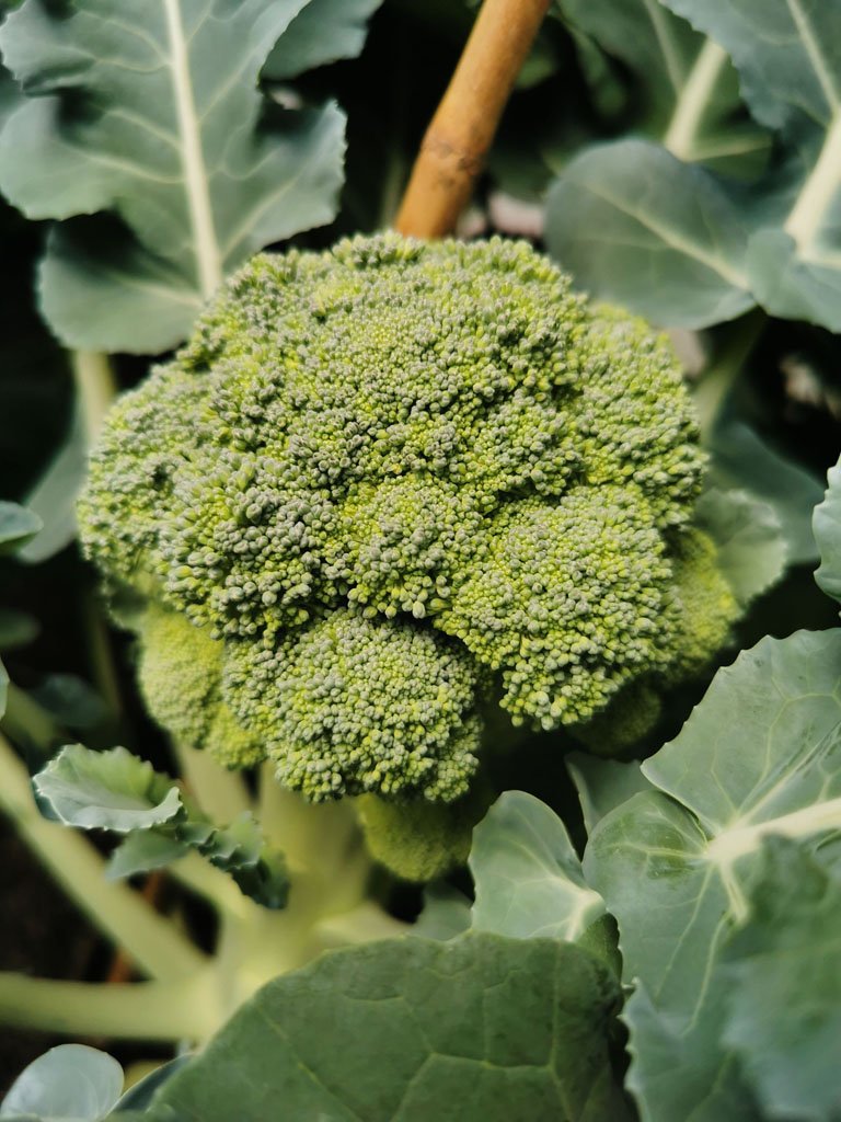 Growing Broccoli Broccoli head ready for harvest in the garden