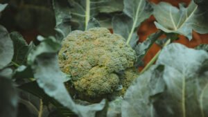 Head of Broccoli