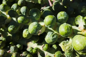 close up of brussels sprouts