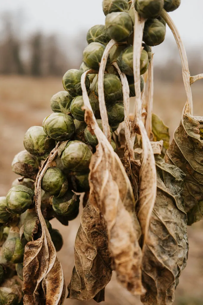 Growing Brussels sprouts on the stalk