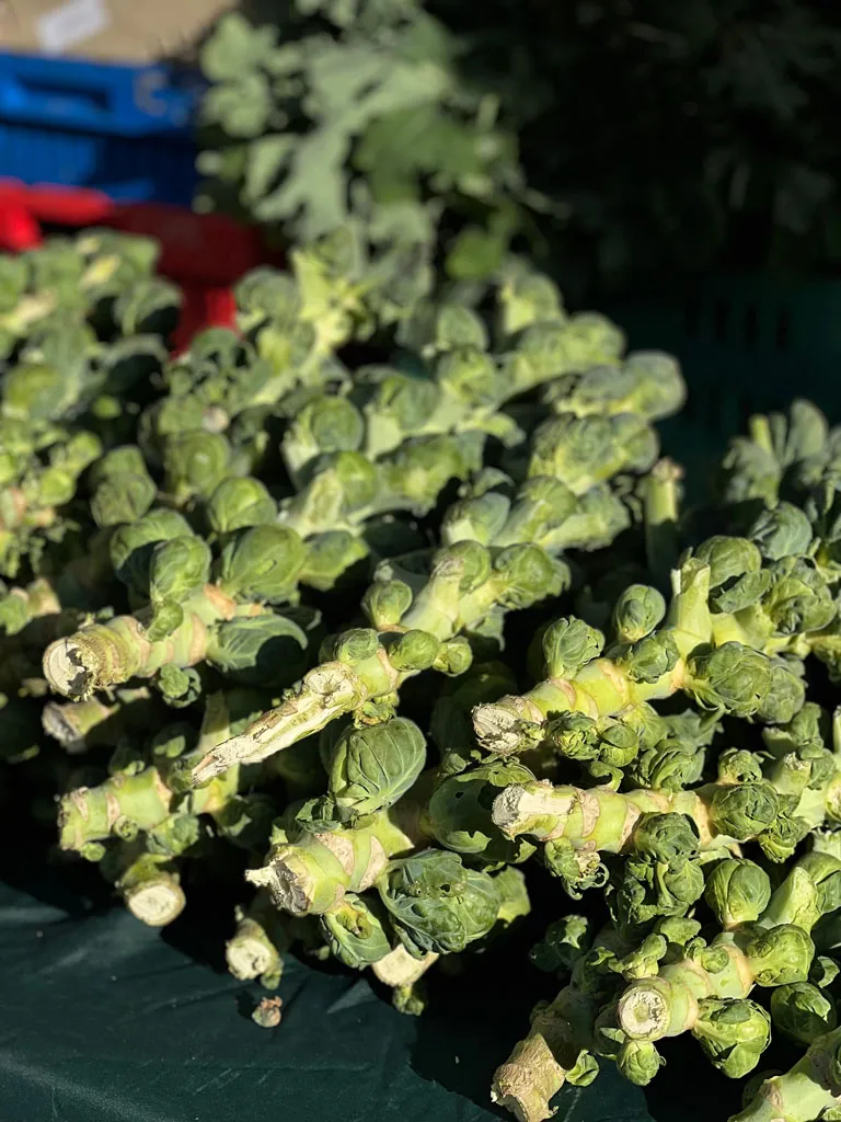 Harvested Brussels sprouts on the stalk