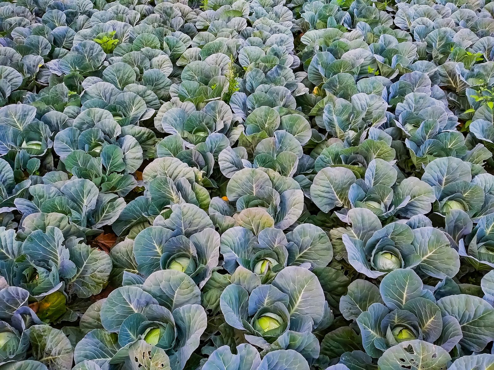Round cabbage heads growing in a garden row