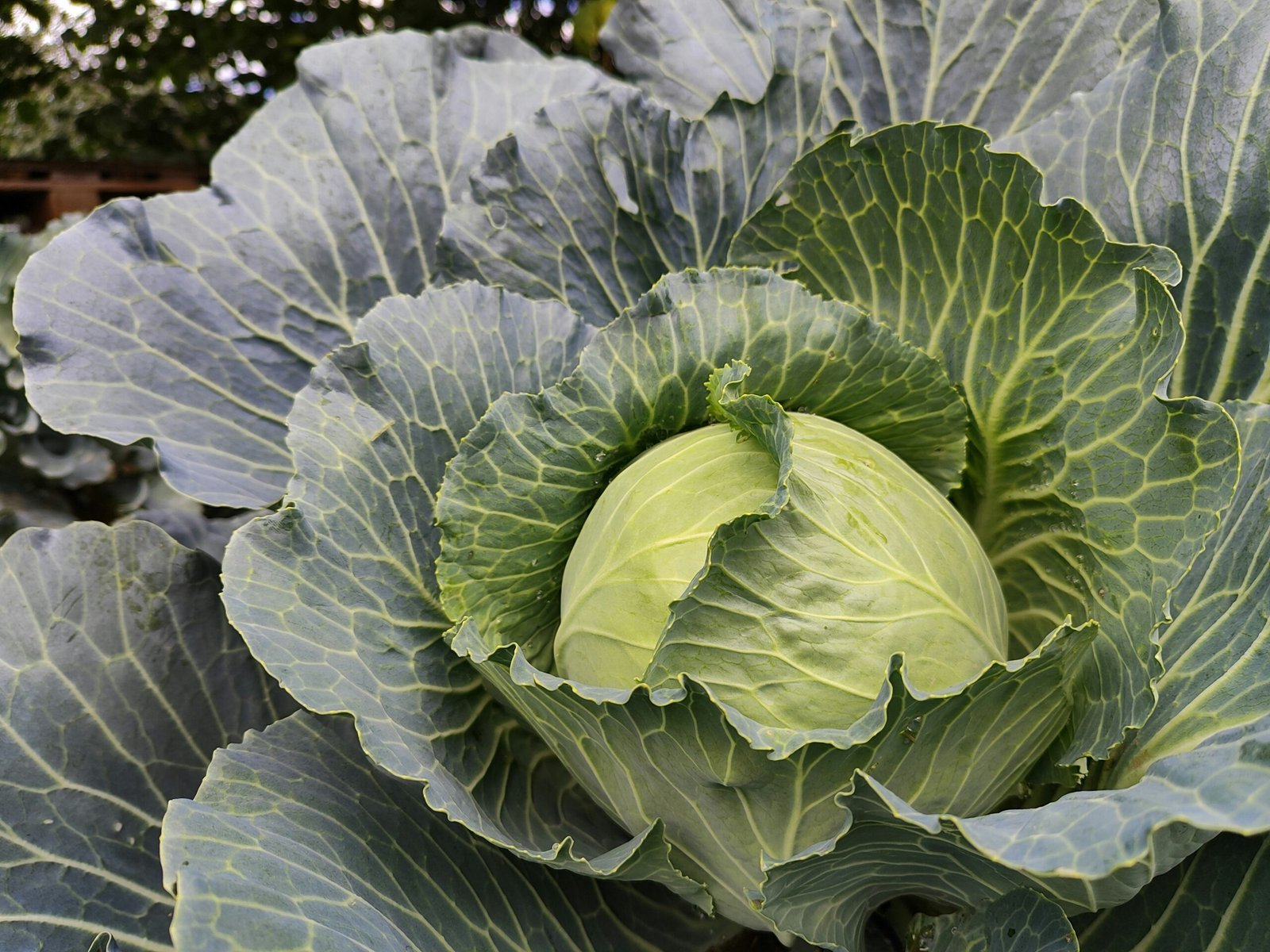 Young cabbage seedlings freshly transplanted