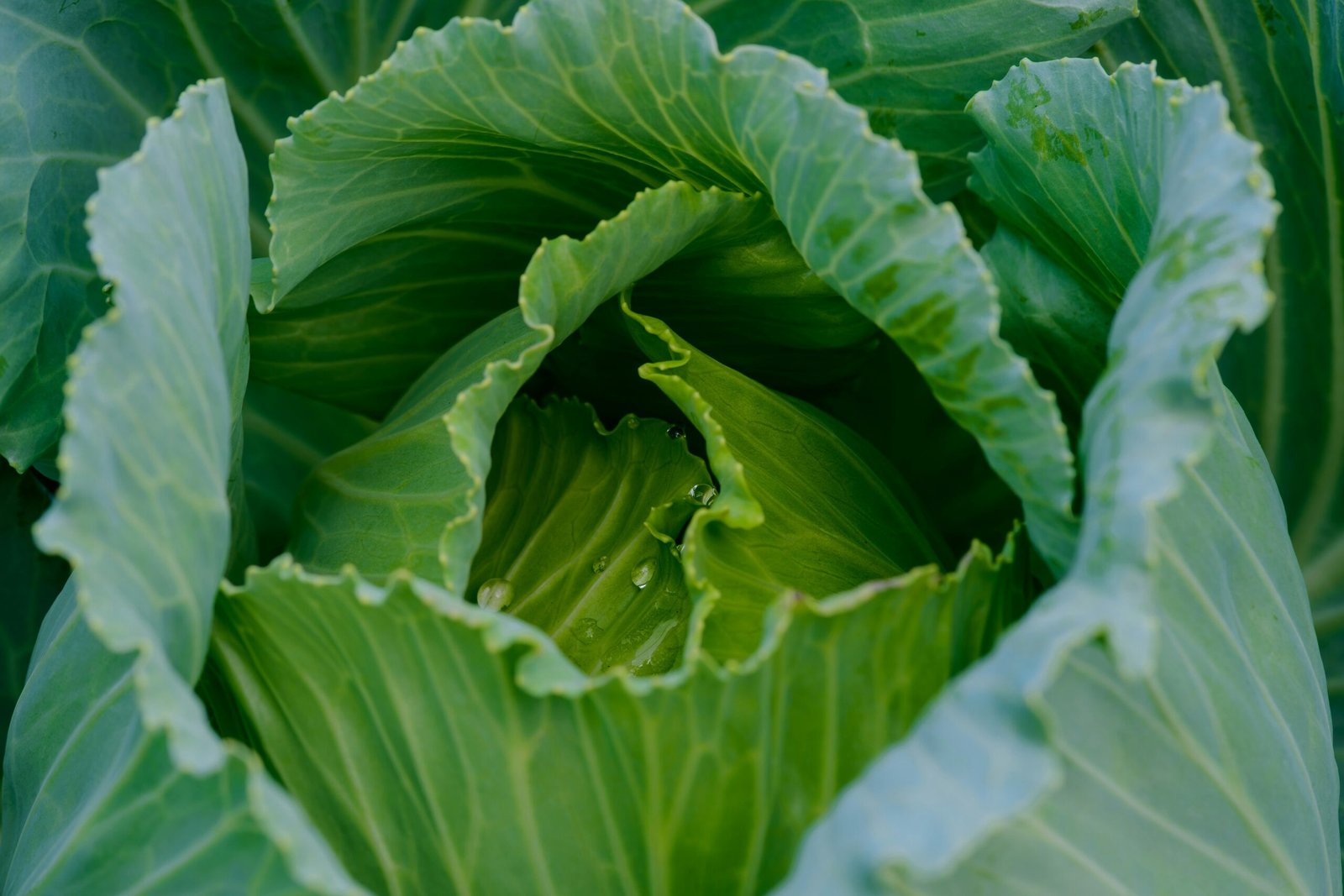 Mature cabbage head ready for harvest