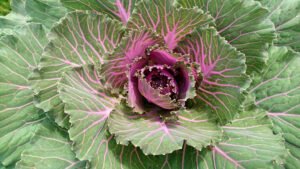 A cabbage in garden soil