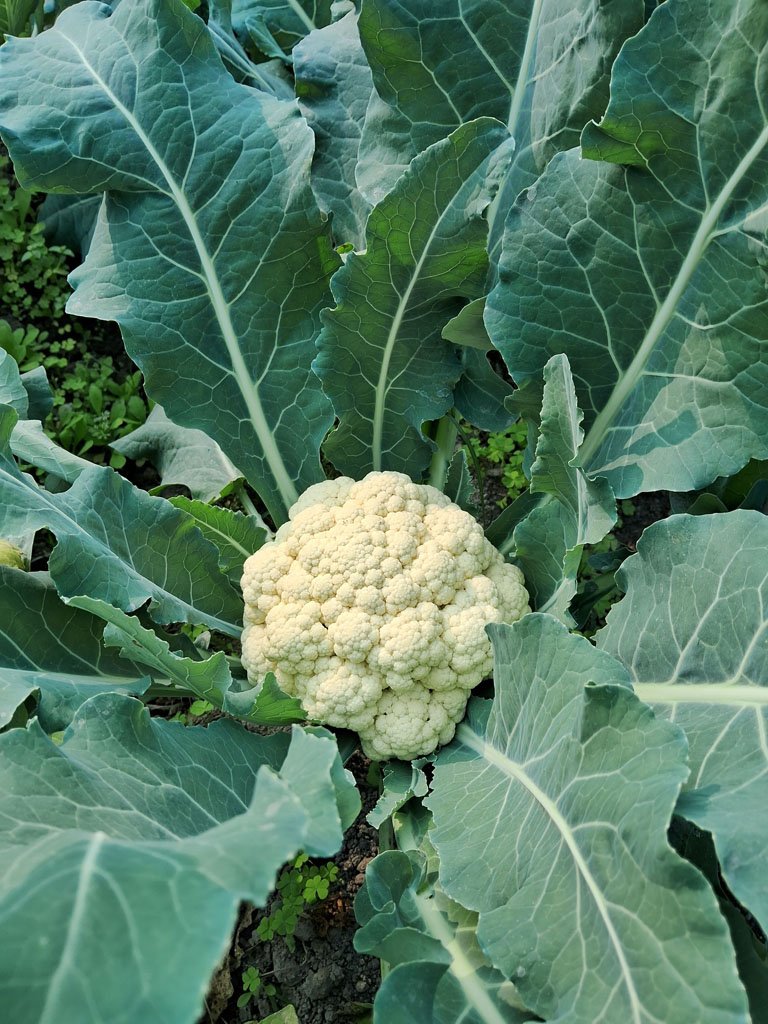White cauliflower head ready for harvest