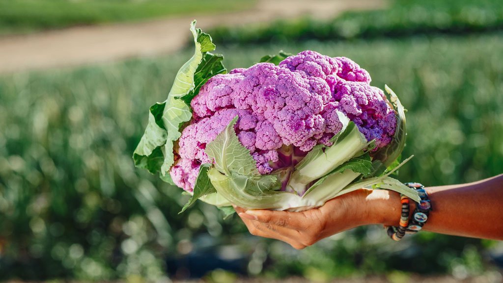 Cauliflower transplants freshly planted in garden soil