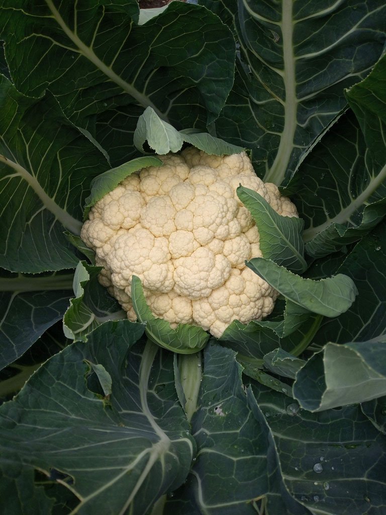 Mature cauliflower head close up ready for harvest