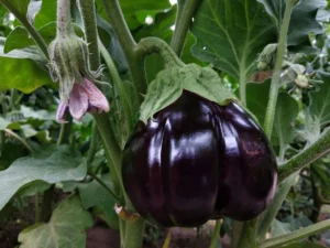 close up of eggplant in garden growing egg plant