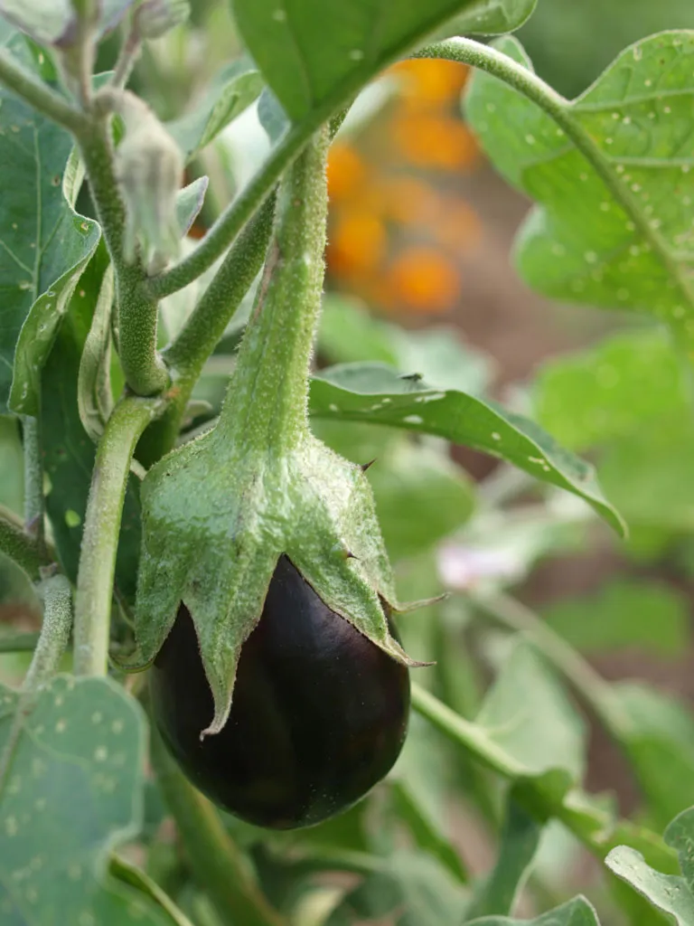 Eggplant seedlings ready for transplanting