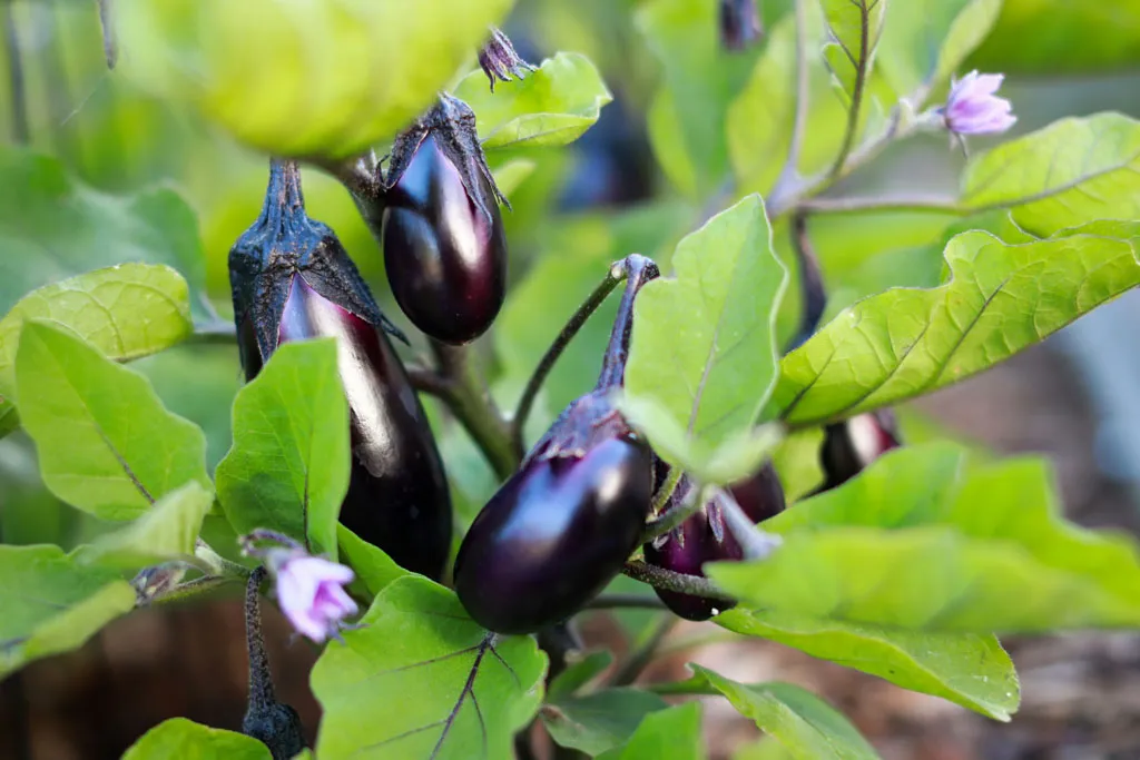 Ripe eggplant ready for harvest